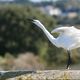 Aigrette garzette