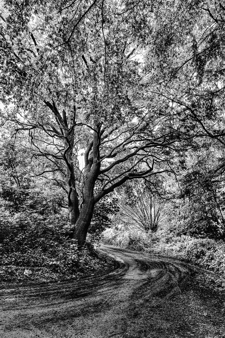 Aachen Vetschau  -weg mit baum-