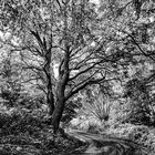 Aachen Vetschau  -weg mit baum-