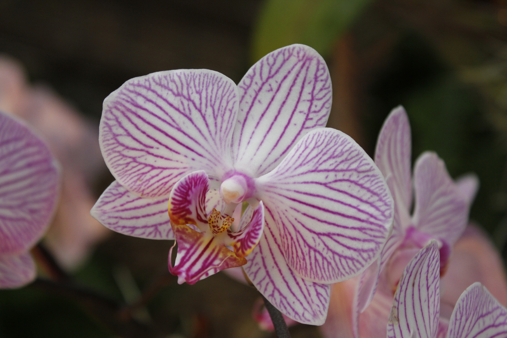 Aachener Orchideenausstellung 2011