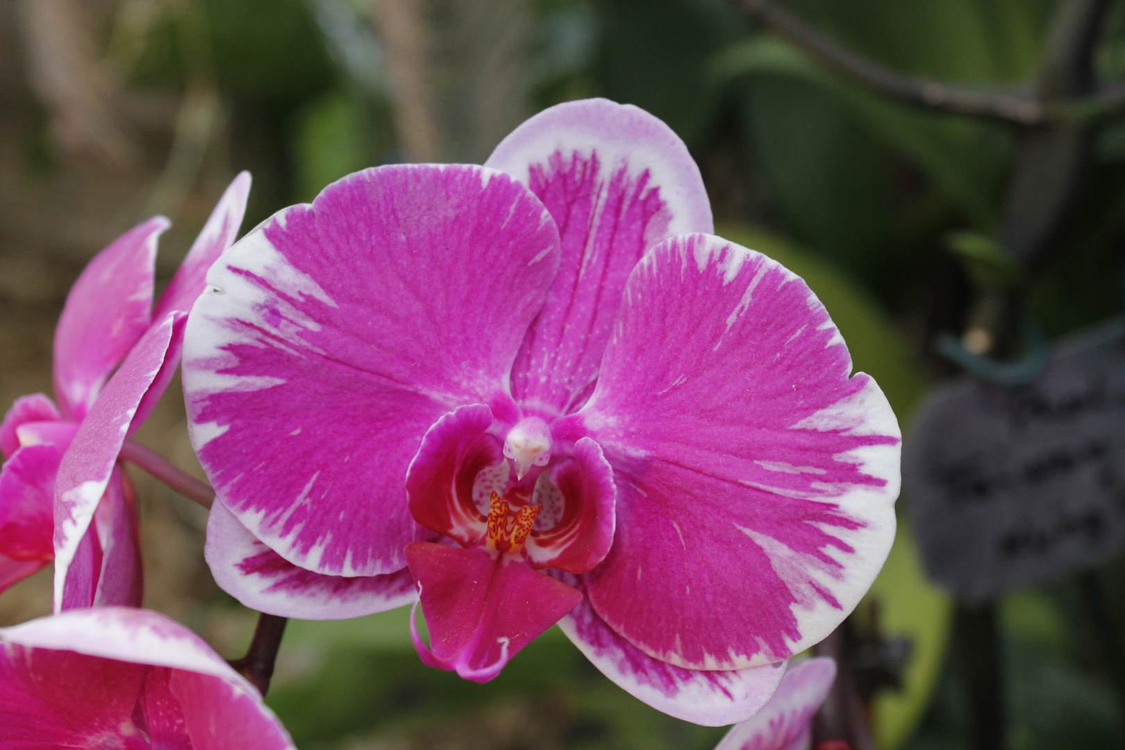 Aachener Orchideenausstellung