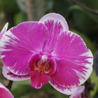 Aachener Orchideenausstellung