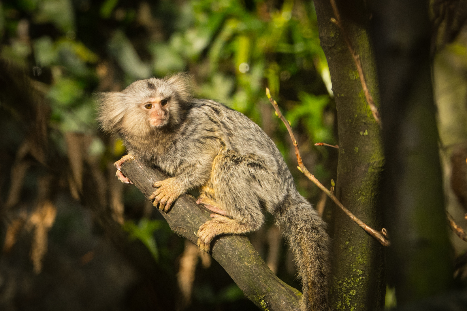 Aachener Tierpark