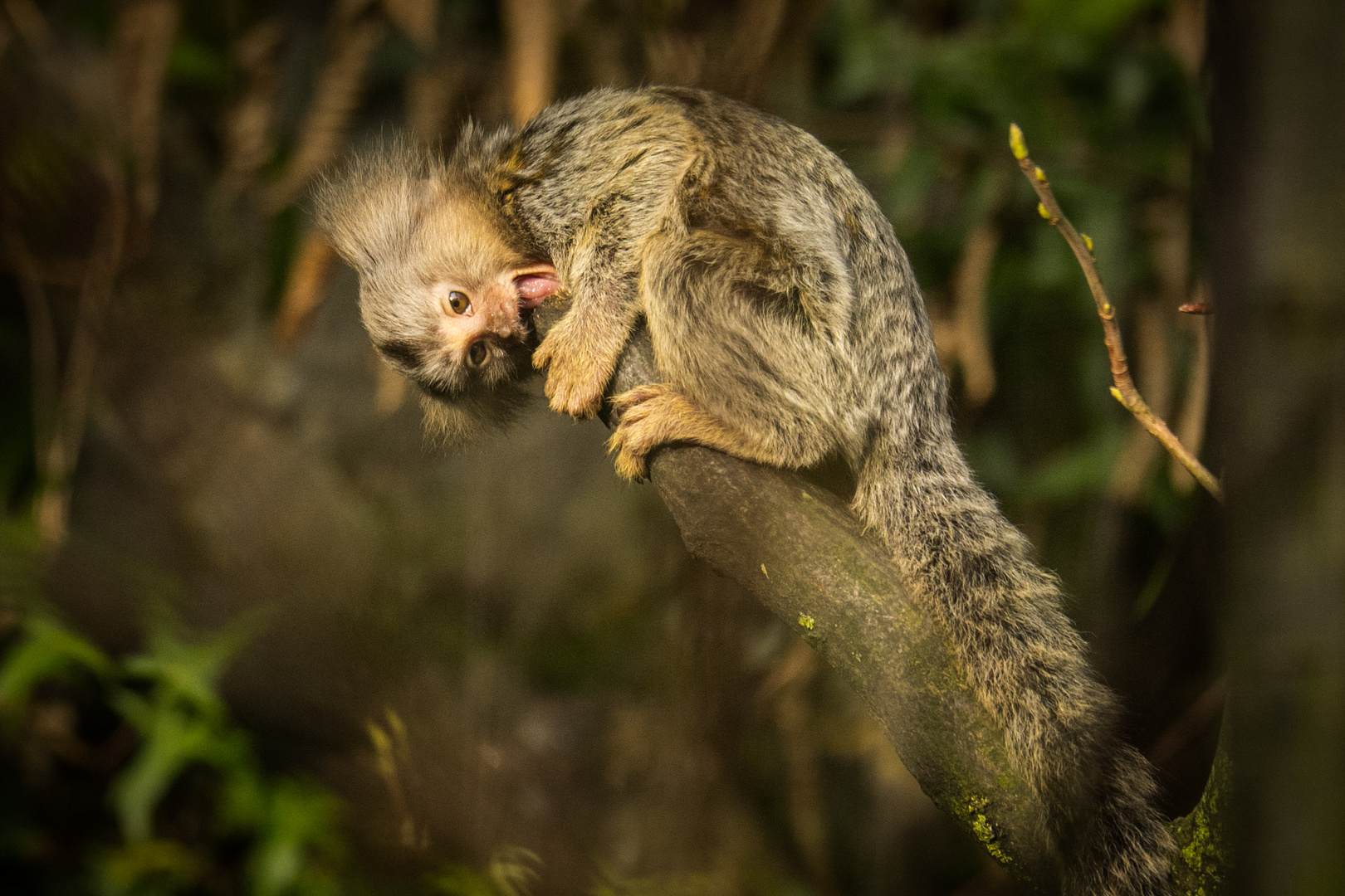 Aachener Tierpark