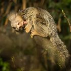 Aachener Tierpark