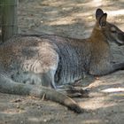 Aachener Tierpark, Känguru