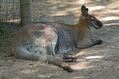 Aachener Tierpark, Känguru