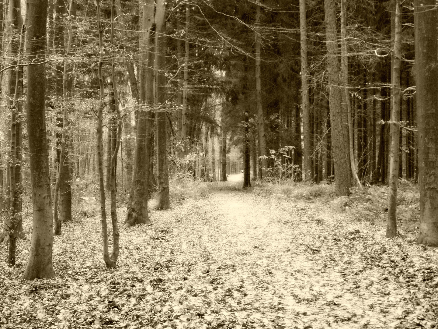 Aachener Wald