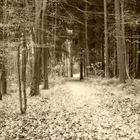 Aachener Wald