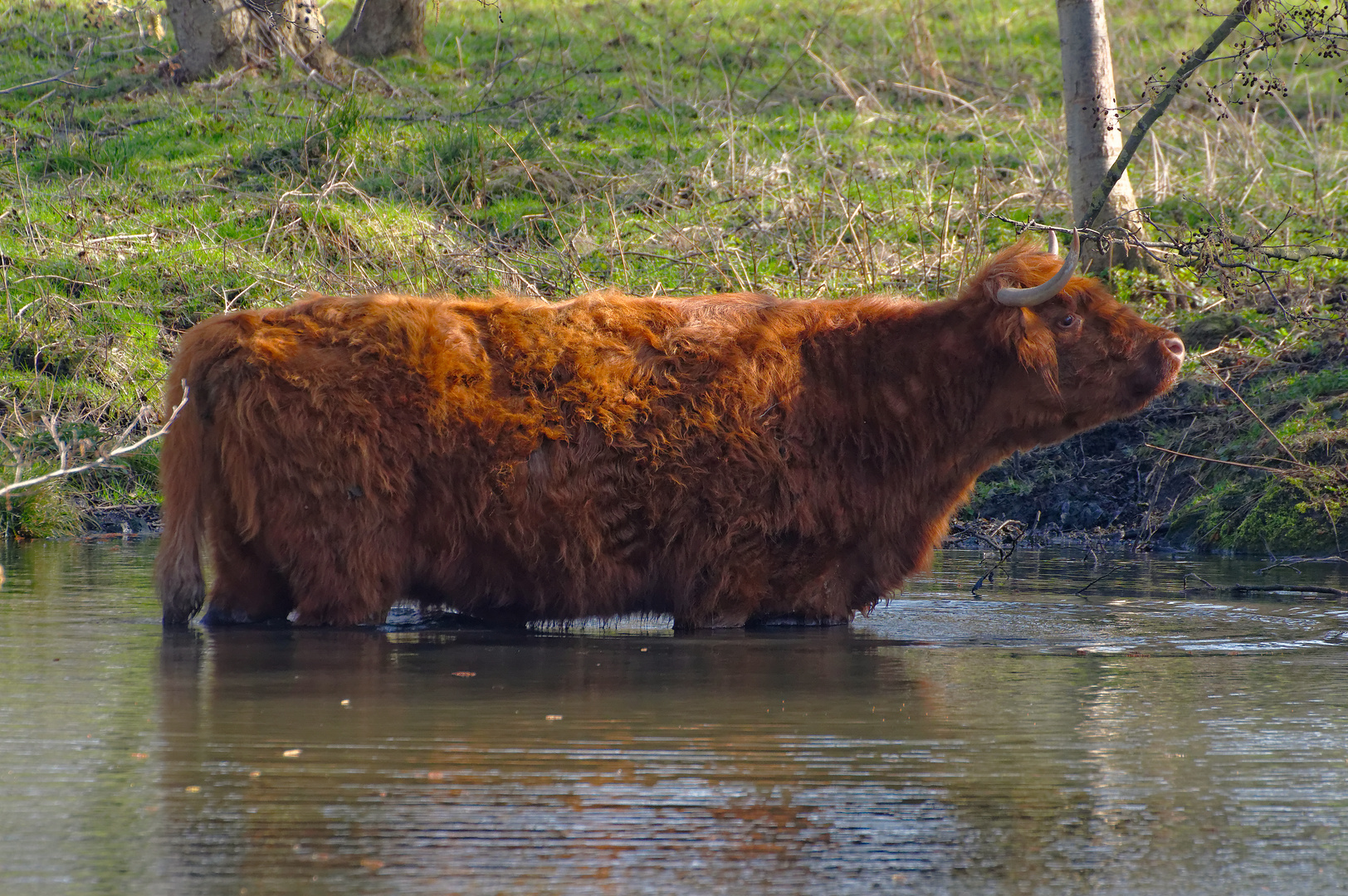 Aachener Wasserbüffel