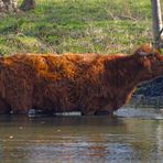 Aachener Wasserbüffel