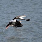 Aachener weiher, egyptische Gänse fliegt.