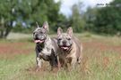 merle french bulldogs von Karibu 