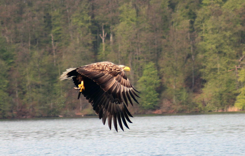 "Aalfred" auf dem Weg zum Horst