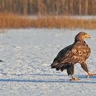 Aalfred auf Wanderung