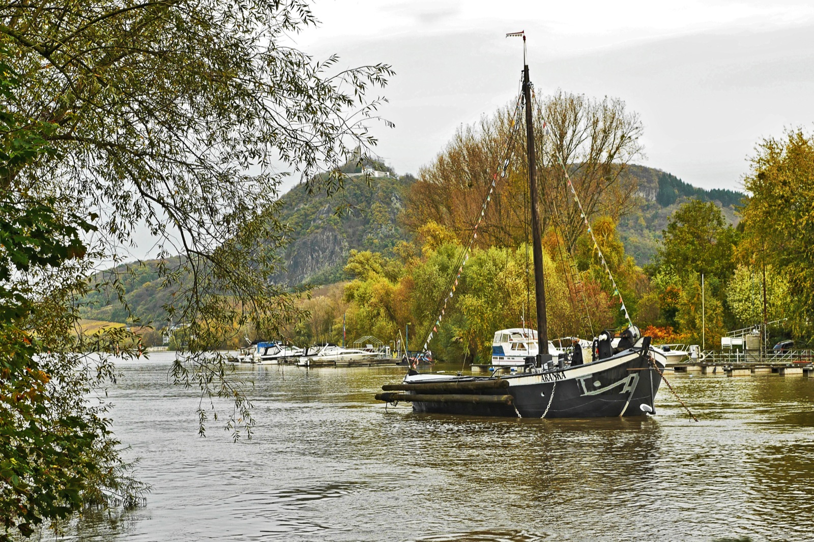 Aalschokker im Rhein bei Bad Honnef