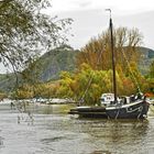 Aalschokker im Rhein bei Bad Honnef
