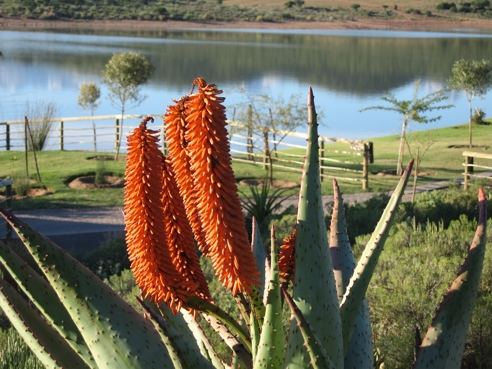 Aalwyn Aloe vera