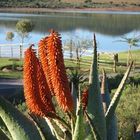 Aalwyn Aloe vera