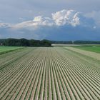 Aardappelveld op Texel