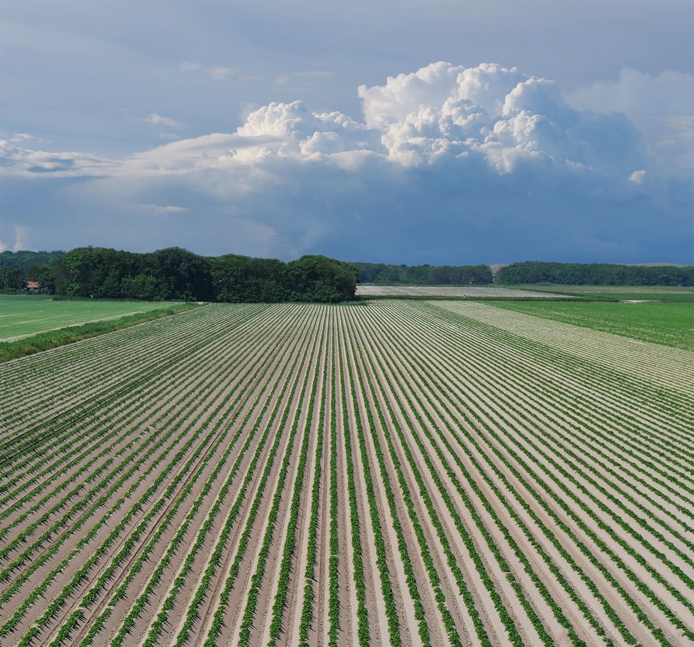 Aardappelveld op Texel