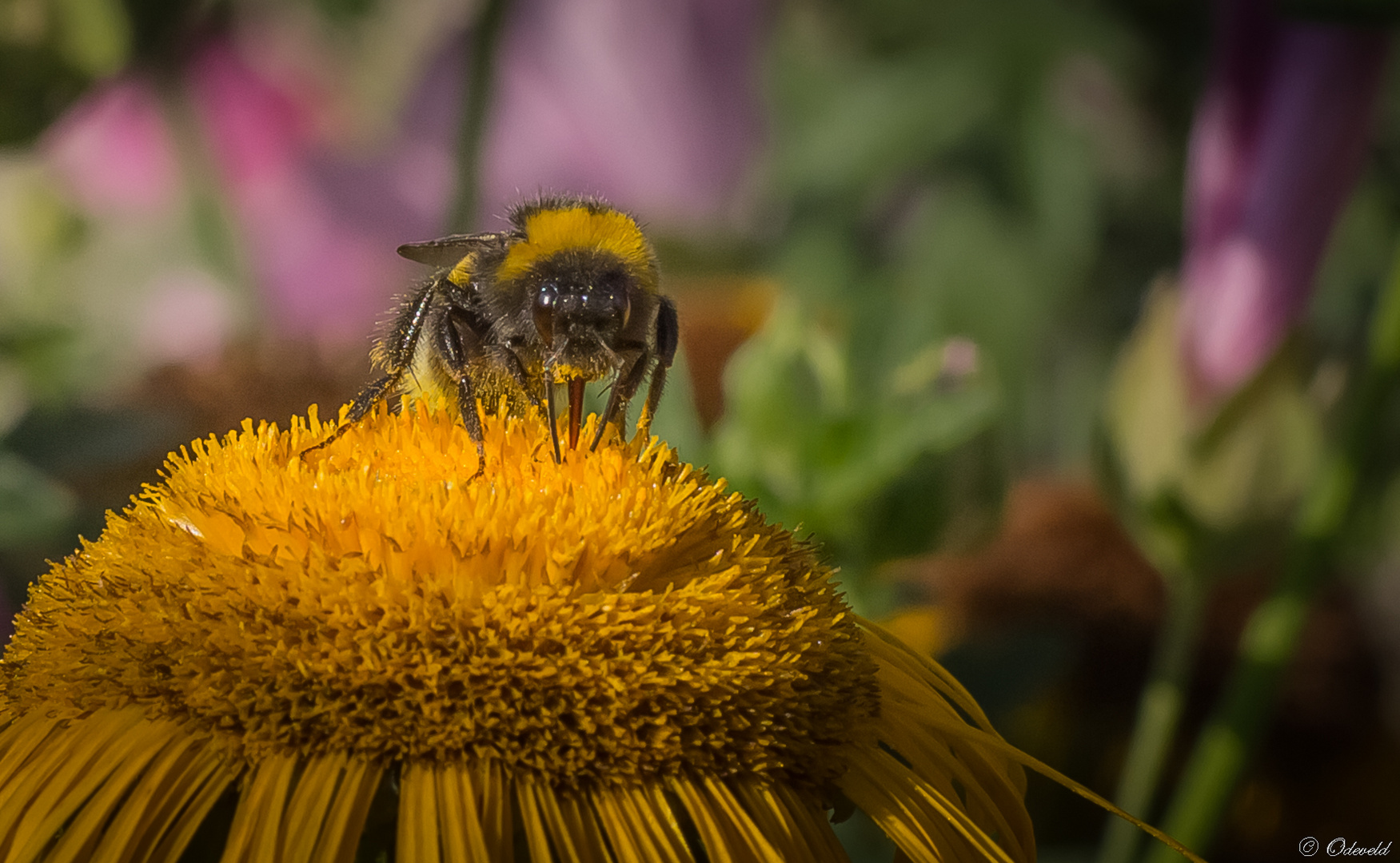 Aardhommel (Bombus terrestris).