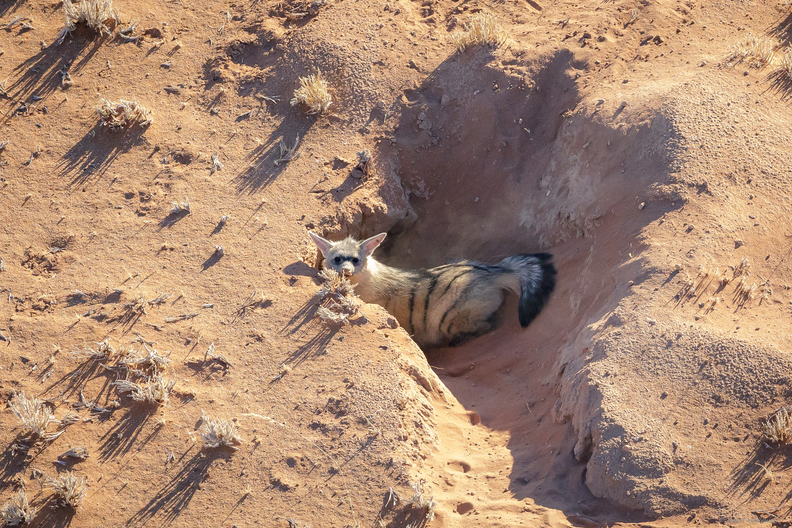 Aardwolf 