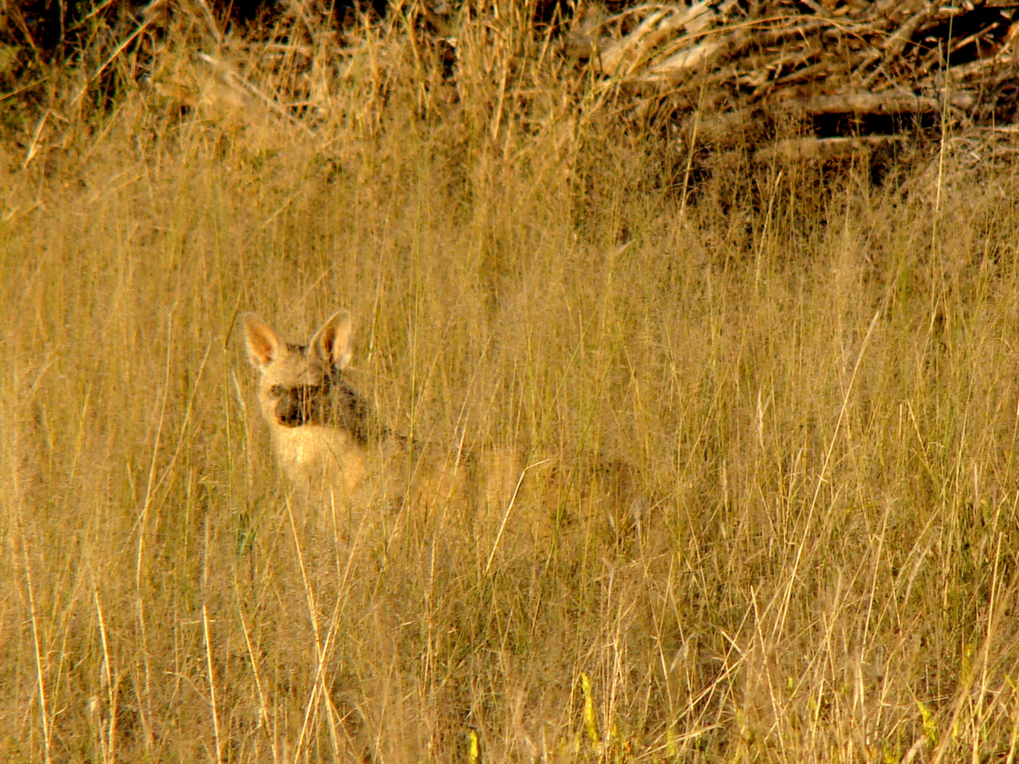 Aardwolf---(Familie der Hyänen)