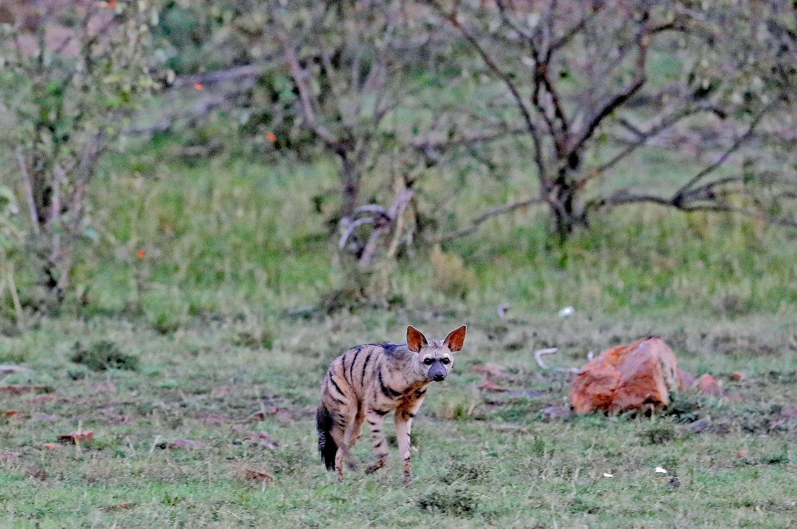 Aardwolf ( Proteles cristata )