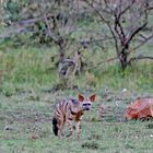 Aardwolf ( Proteles cristata )