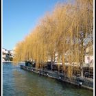 Aare ( Thun)