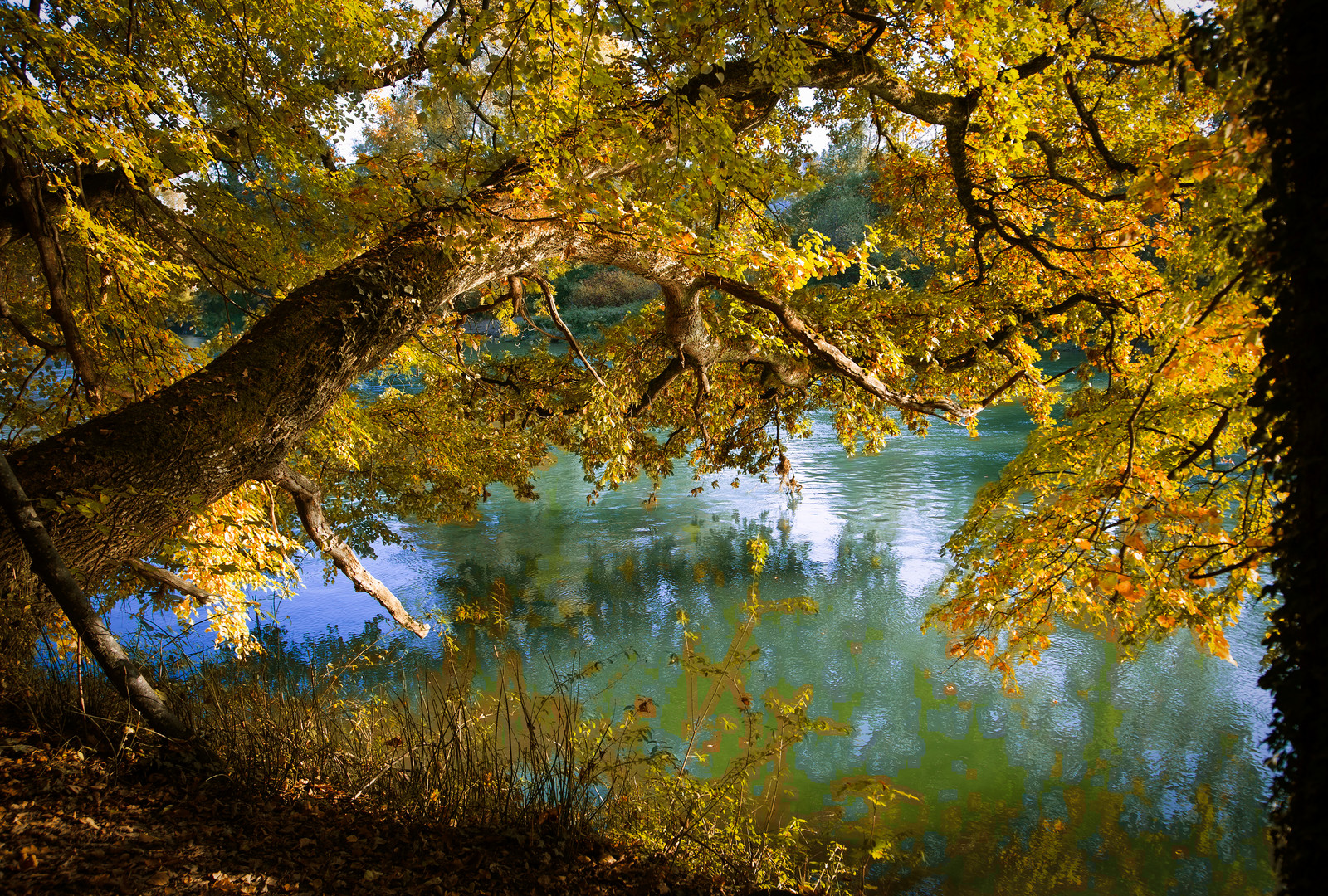 Aare_Ast_Herbstfarben_X