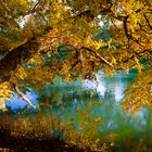 Aare_Ast_Herbstfarben_X