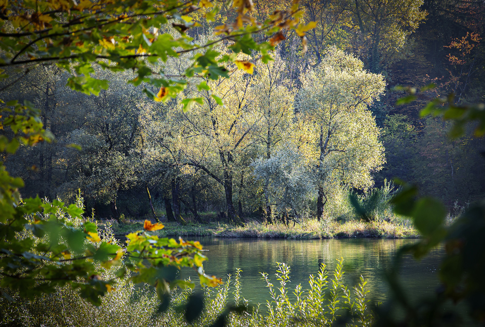 Aare_Insel_Herbstfarben_X