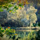 Aare_Insel_Herbstfarben_X