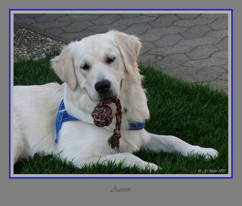 Aaron der fast blinde Golden Retriever