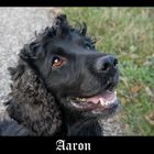 Aaron (sucht dríngend ein Zuhause)