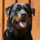 Aaron vom Moorteufel ( Rottweiler )