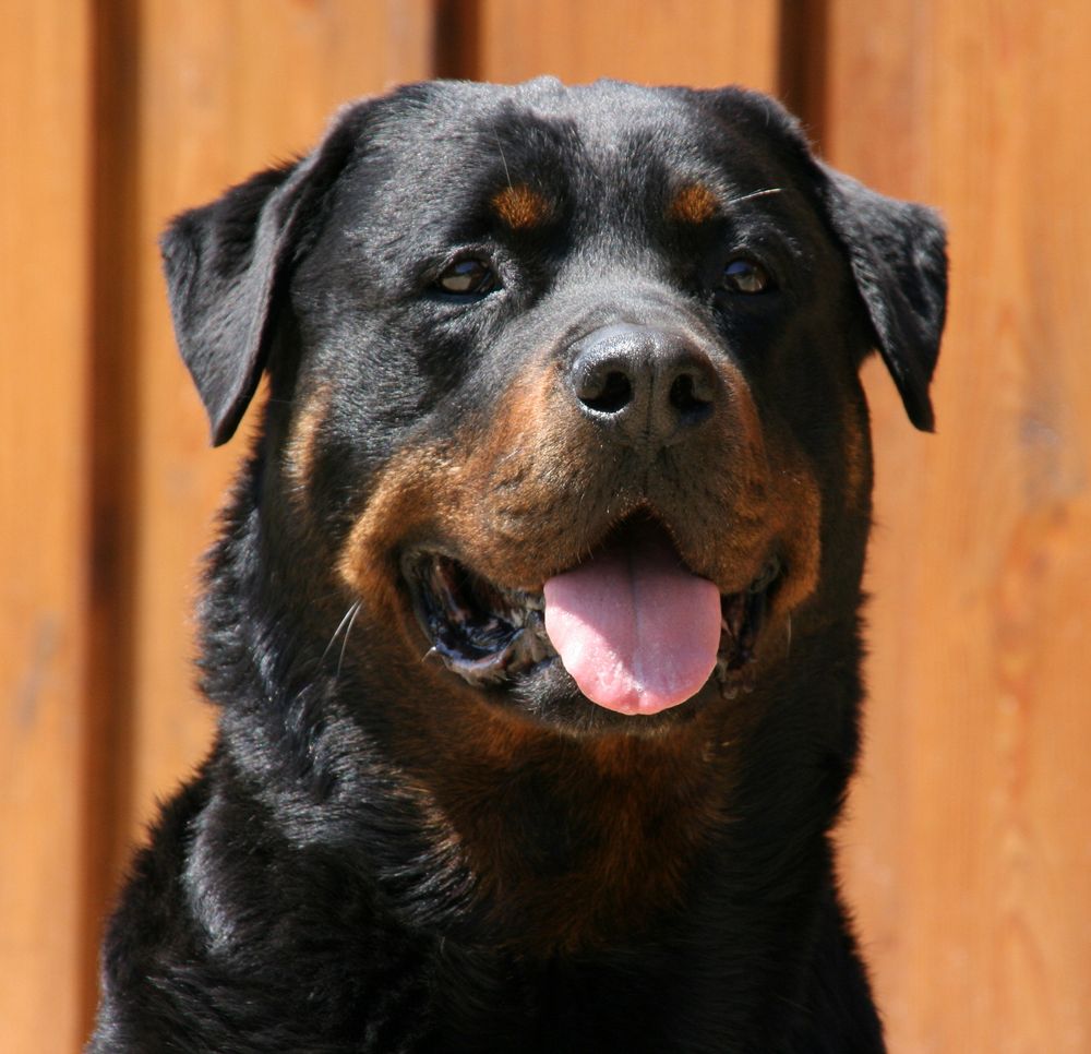 Aaron vom Moorteufel ( Rottweiler )