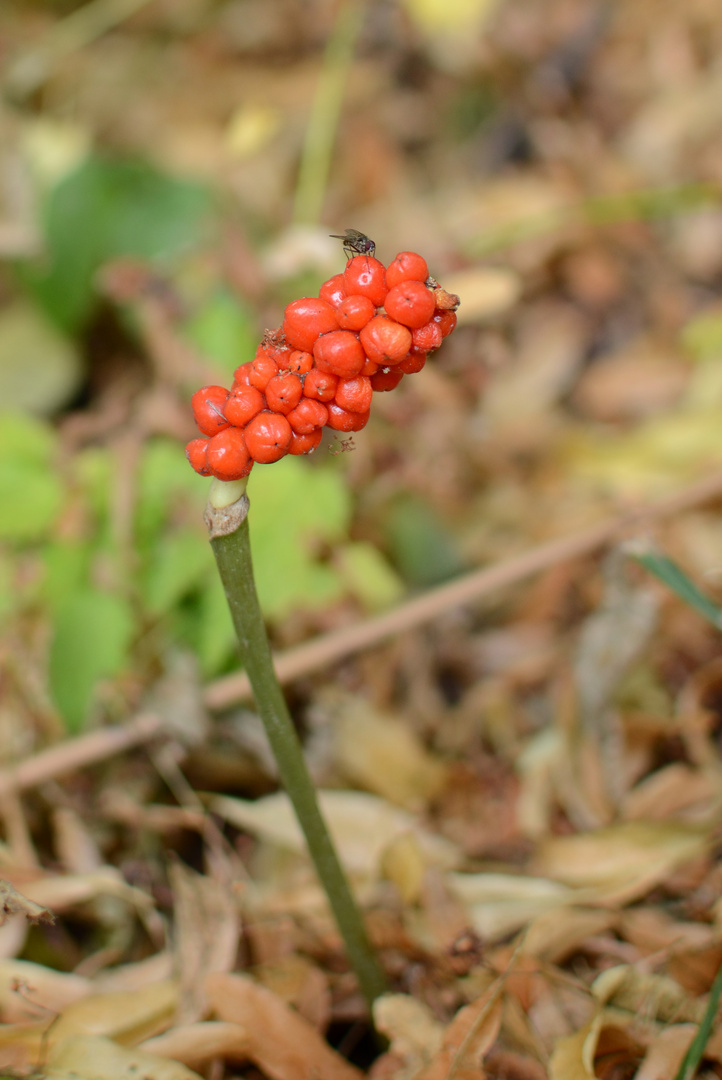Aaronstab mit Fliege Foto & Bild pflanzen, pilze & flechten, blüten