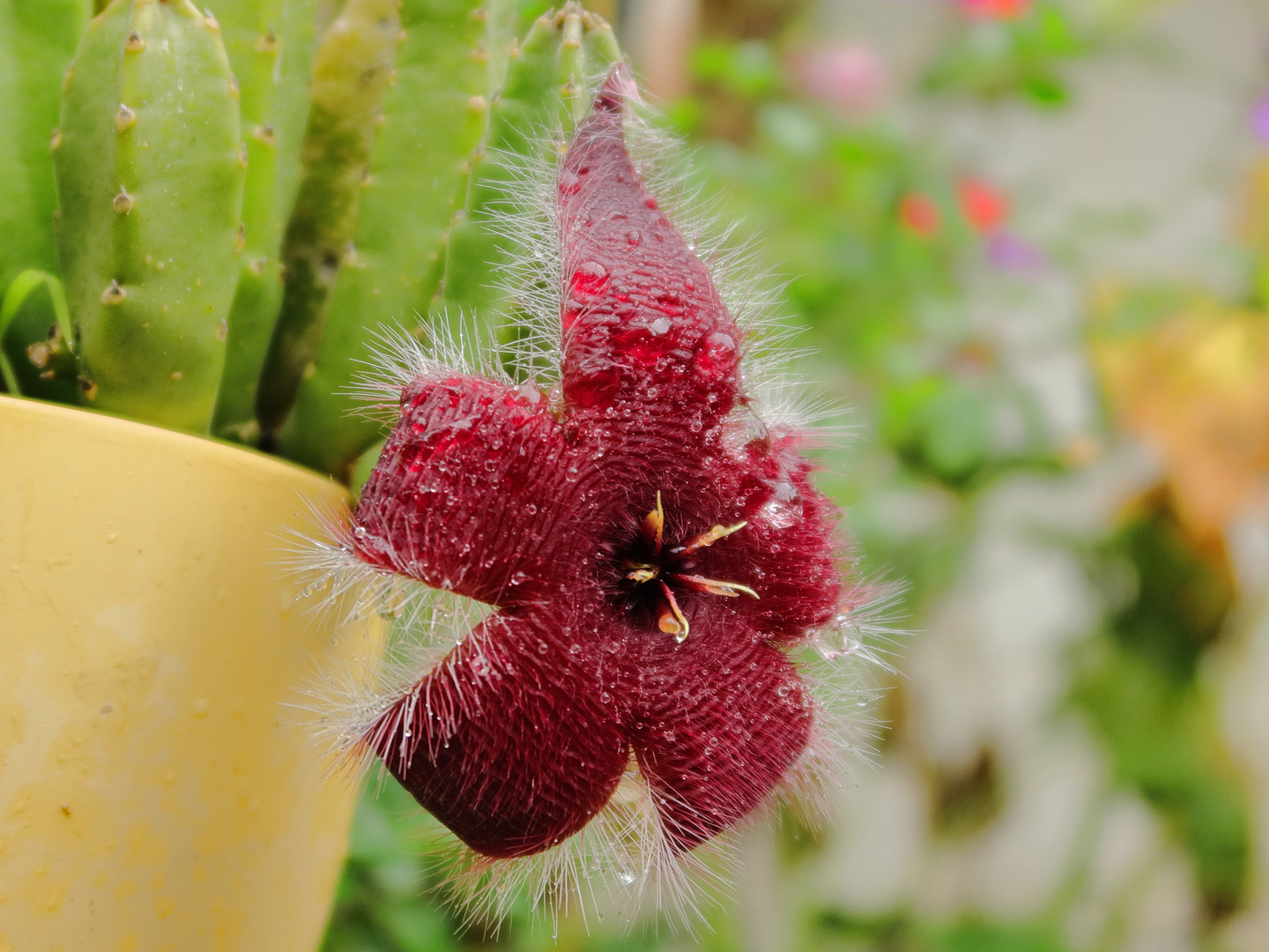 Aasblume nach dem Regen...