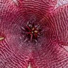 Aasblume, Stapelia asterias