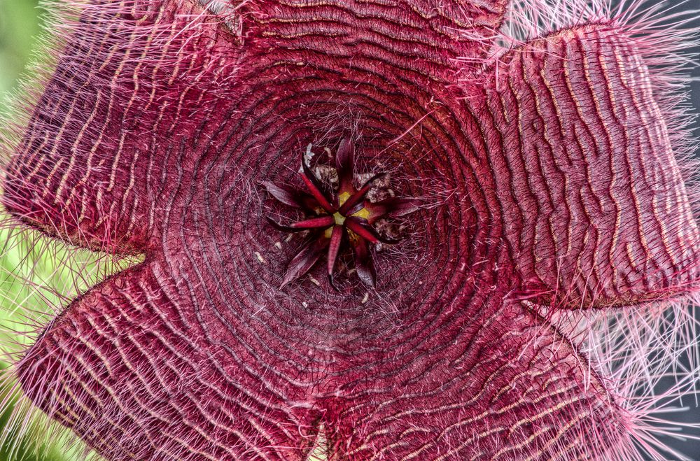 Aasblume, Stapelia asterias