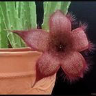 ...Aasblume ...Stapelia grandiflora...