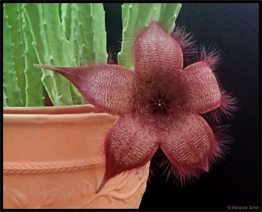 ...Aasblume ...Stapelia grandiflora...