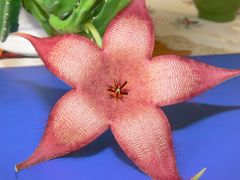 Aasblume (Stapelia grandiflora)