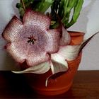  ...Aasblume ...Stapelia grandiflora...