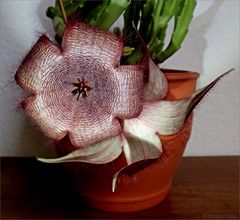  ...Aasblume ...Stapelia grandiflora...