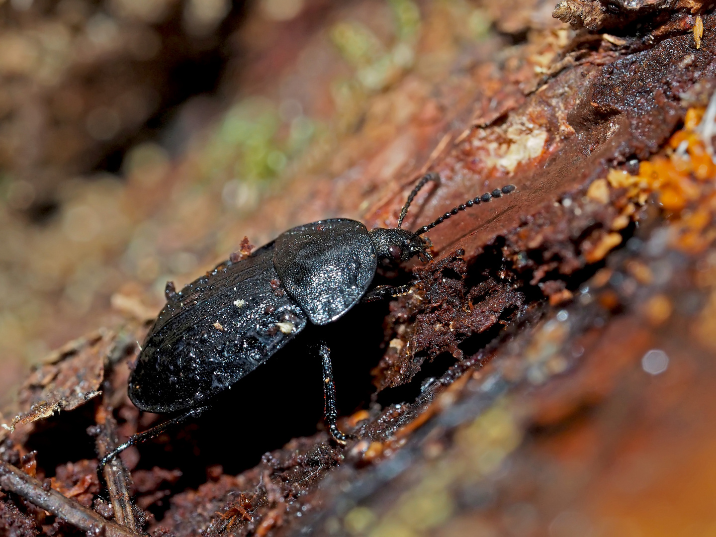 Aaskäfer (Silphidae), möglicherweise der Schneckenjäger Phosphuga atrata *.