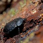 Aaskäfer (Silphidae), möglicherweise der Schneckenjäger Phosphuga atrata *.